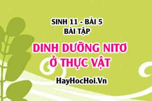 Câu hỏi và Bài tập Sinh 11 bài 5: Giải bài 1, 2, 3 trang 27 SGK Sinh học 11 bài học 5
